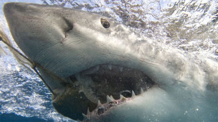 s级情报在手千金大小姐乖乖低头