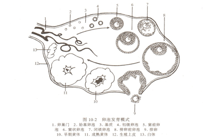 卵泡发育不好怎么办