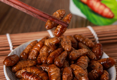 孕妇能吃蚕蛹吗