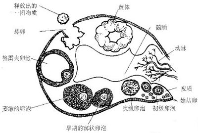 卵泡发育不好怎样调理